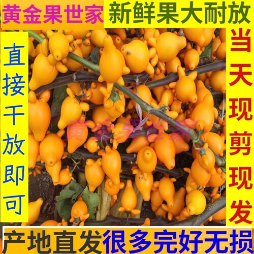 五福黄金果装饰摆件五世同堂供佛过年插花鲜切福禄果生日祝福新颖