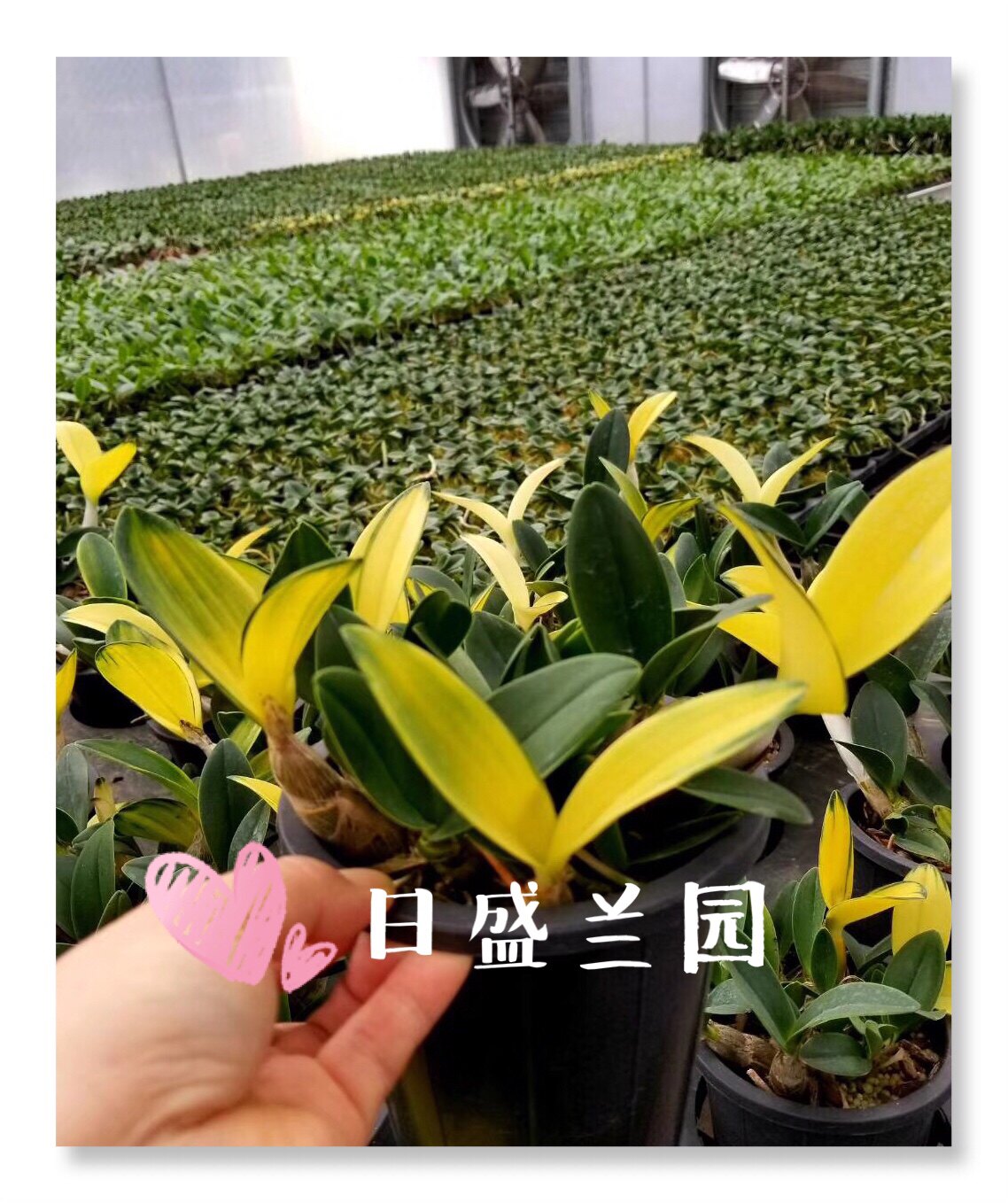 大明石斛 线艺石斛 又名丹顶鹤 石斛变异品种