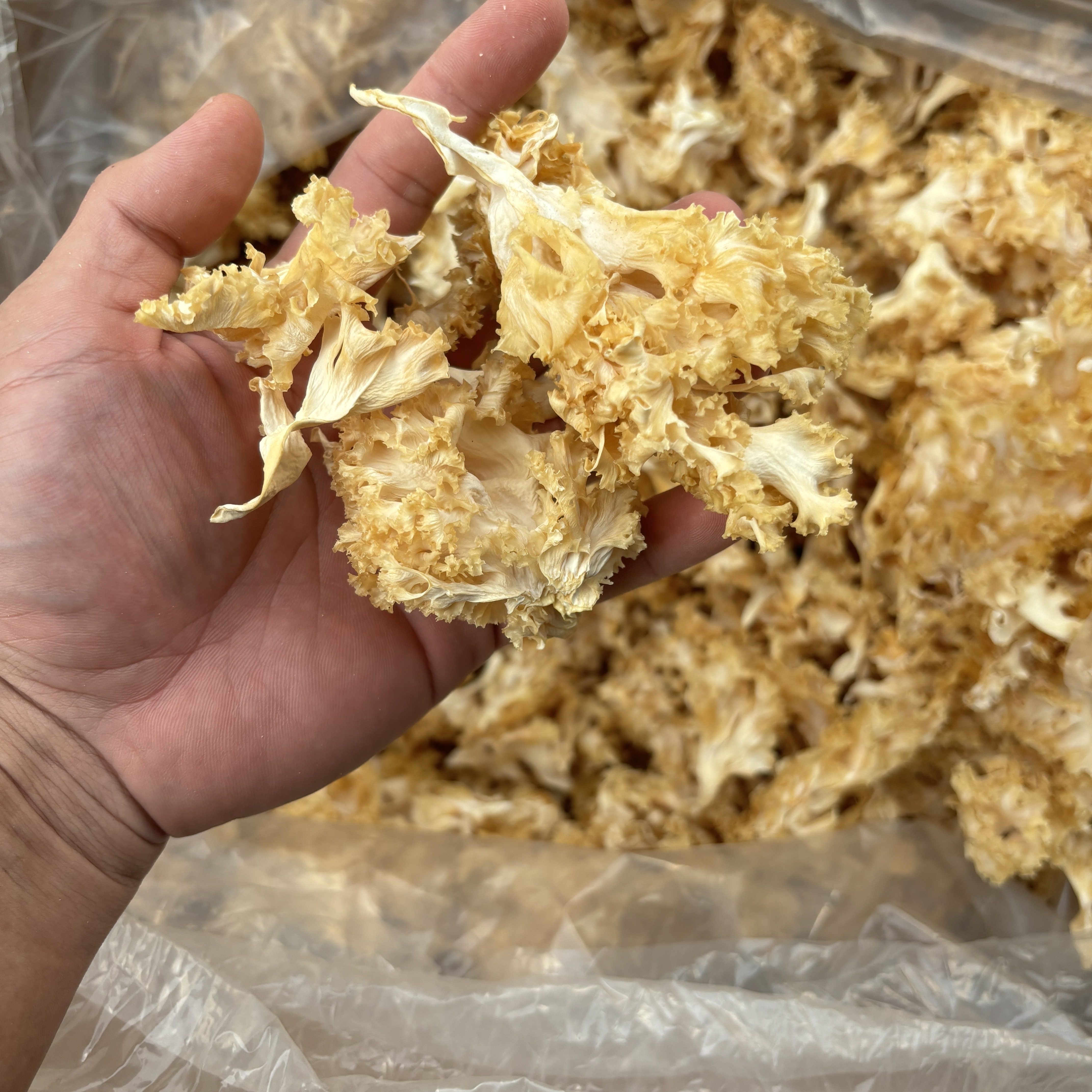 绣球菌干货花瓣菇食用菌菇凉拌火锅材料煲汤家用商用500g酒店锈菇