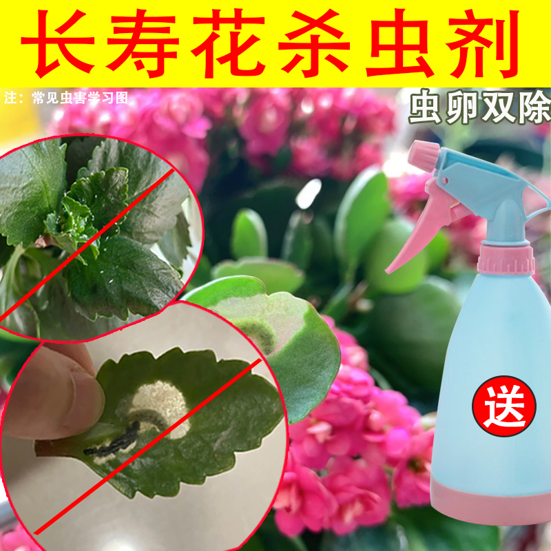 长寿花杀虫剂蚜虫腻虫蜜虫玄灰蝶潜叶蝇小飞虫花卉盆栽药药除虫剂