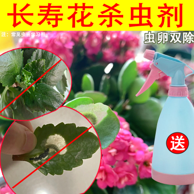 长寿花杀虫剂蚜虫腻虫蜜虫玄灰蝶潜叶蝇小飞虫花卉盆栽药药除虫剂
