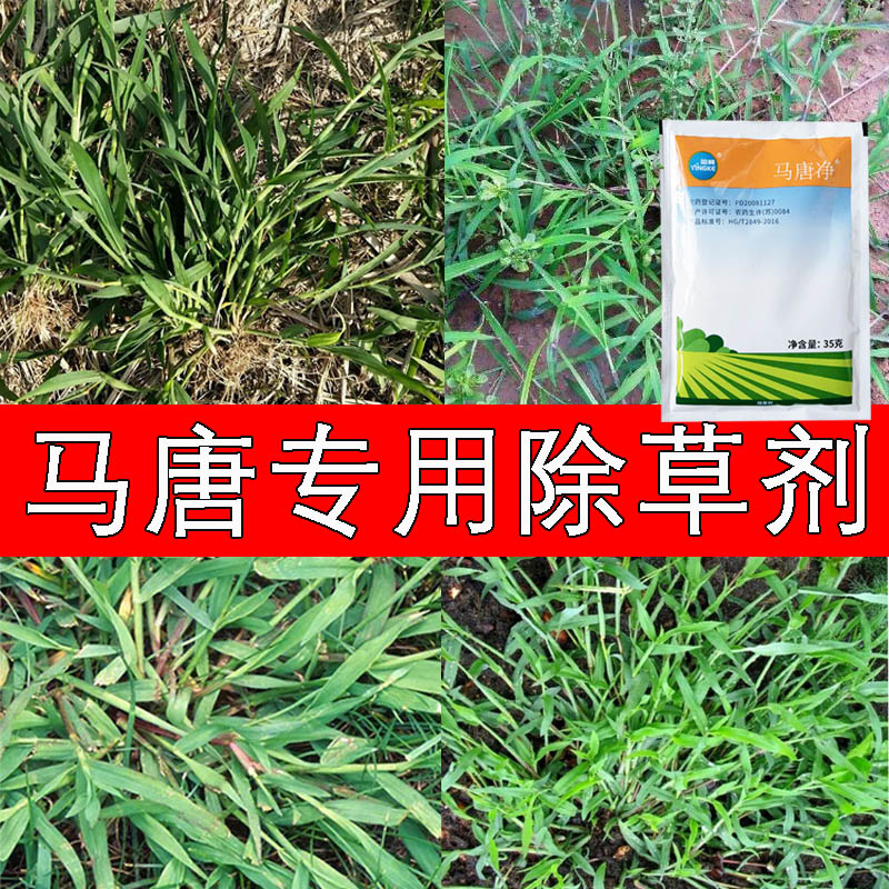 草坪除马唐净塘二氯喹啉酸稗草狗尾巴草除草剂除尖叶杂草烂根农药