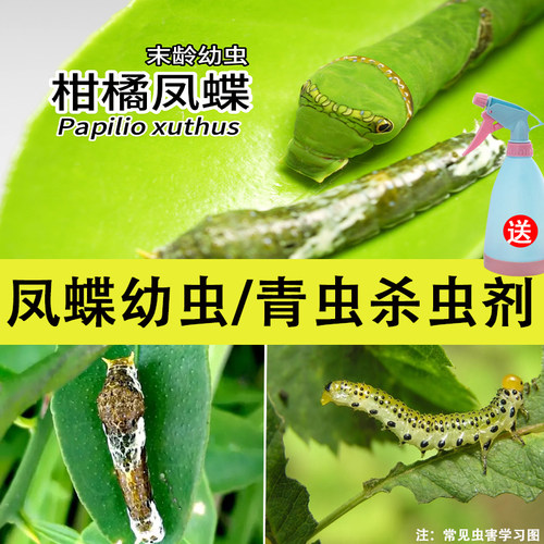 凤蝶肉青虫杀虫剂除灭防治