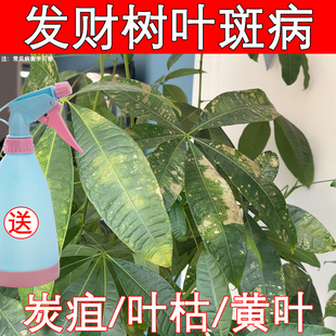 发财树叶斑病专用药炭疽病杀菌剂治叶子发黄枯掉叶烂根营养液肥料
