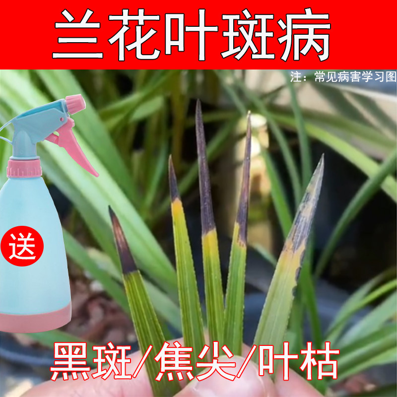 兰花黑斑病专用药君子兰草治黄叶干尖焦尖杀菌剂农药炭疽病专用药