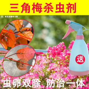 三角梅杀虫剂专用药除虫长虫蚜虫驱虫用药梅生去虫子虫害叶子虫药