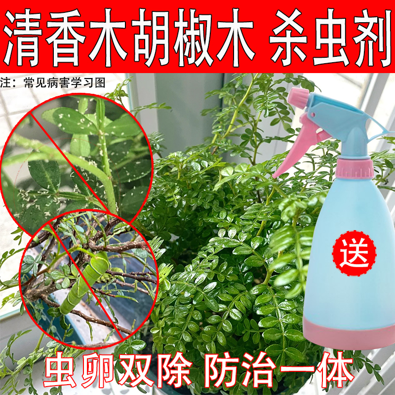 清香木杀虫剂胡椒木杀虫药除虫长虫蚜虫腻虫青虫打虫药虫害治虫药