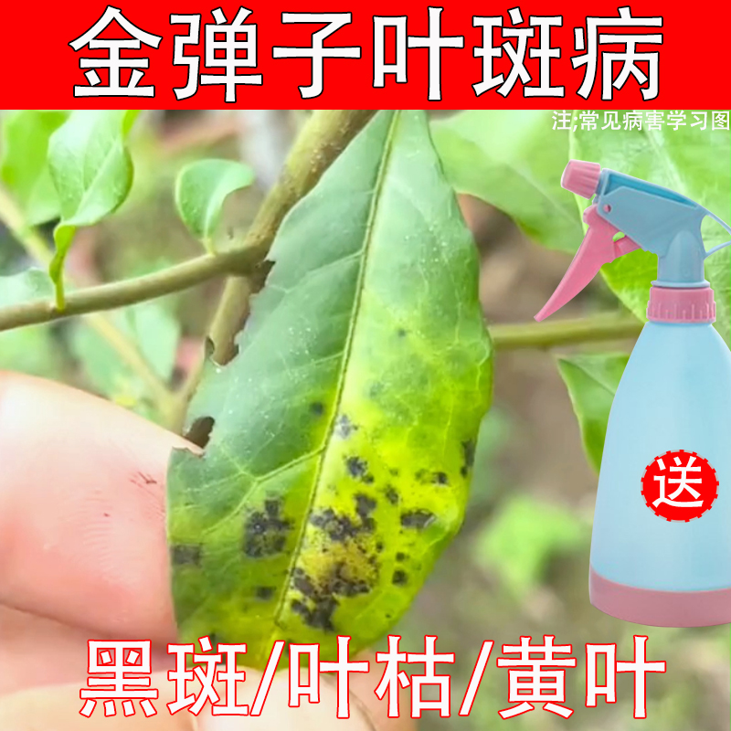 金弹子盆景杀菌药杀菌剂专用药