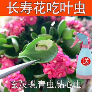 长寿花杀虫剂防治玄灰蝶幼虫青虫蚜虫潜叶蝇虫卵双杀专用除虫药