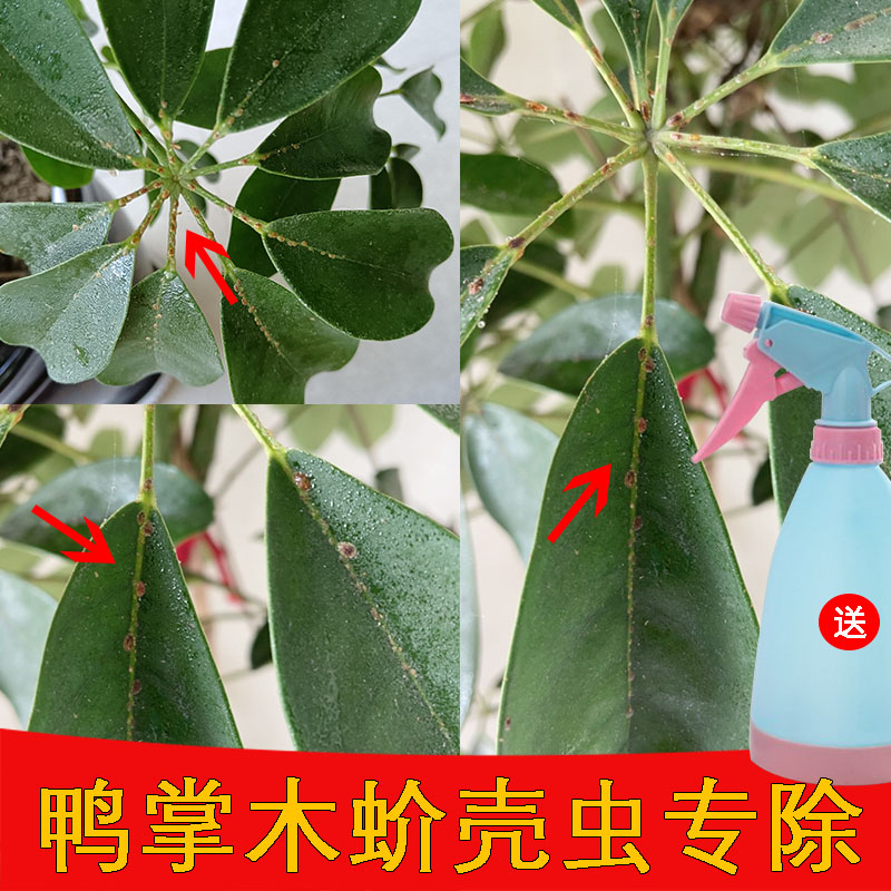 鸭掌木杀虫药介蚧壳虫