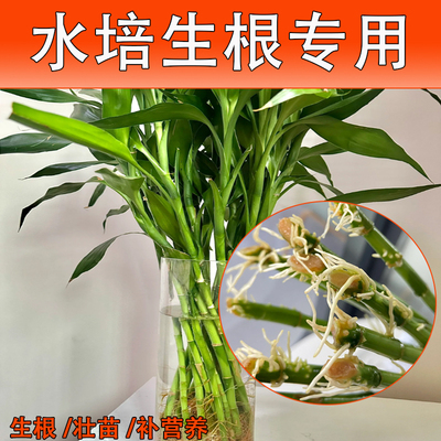 富贵竹生根营养液促进长势生根