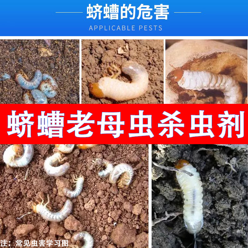 老母虫蛴螬专用杀虫剂