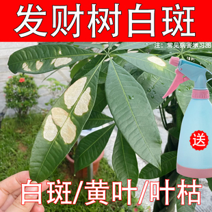 发财树叶斑病专用药叶子发黄斑白斑枯萎烂根营养液杀菌剂杀菌的药