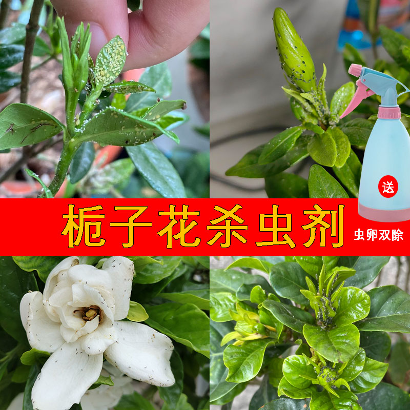 栀子花杀虫药蚜虫腻虫专杀介蚧壳虫绿植杀虫剂花卉植物除虫专用药
