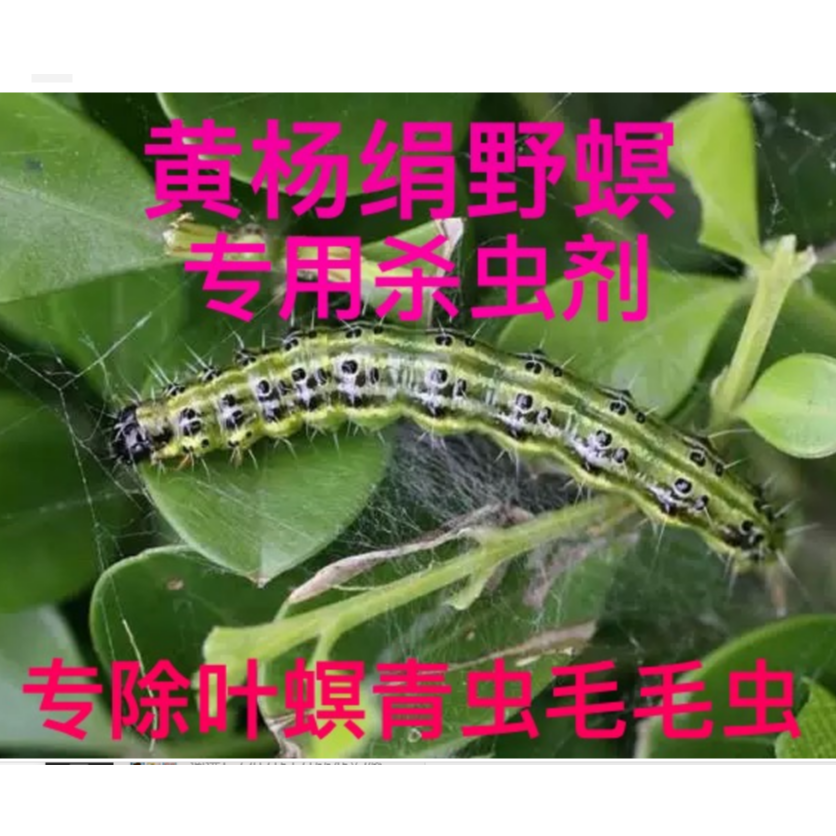 青虫叶叶螟毛毛虫杀虫剂
