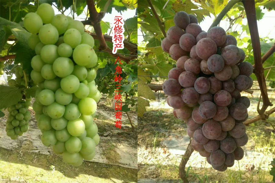 永修县八角岭有机葡萄超甜冷库保鲜10万斤,无法用快递发货