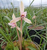 兰花直播专拍恩施兰花春兰惠兰四季 兰盆景植物