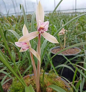 兰花直播专拍恩施兰花春兰惠兰四季兰盆景植物