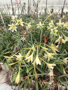 309 128朱顶红直播商品128元专拍请拍这里