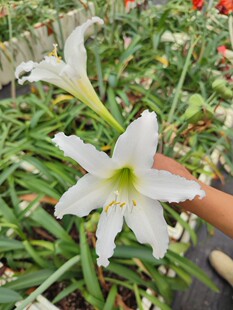 410 188元朱顶红直播商品188元专拍请拍这里