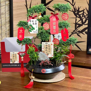 五层塔松盆景青松绿植送老师祝寿礼送长辈开业乔迁送礼生日退休礼