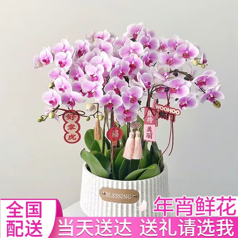 蝴蝶兰盆栽带花苞开业乔迁送礼