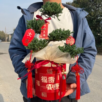 五层塔松盆栽祝寿新居乔迁开业