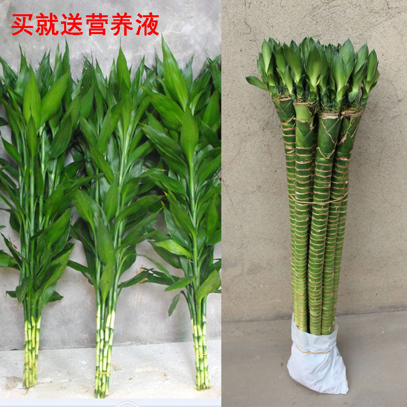 水竹罗汉竹富贵竹开运竹佛肚竹大肚竹室内水培绿植净化空气直竹在类目 鲜花速递/花卉仿真/绿植园艺, 花卉/绿植盆栽（新）, 绿植中 - 来自Buy2taobao.com提供专业的淘宝代购服务