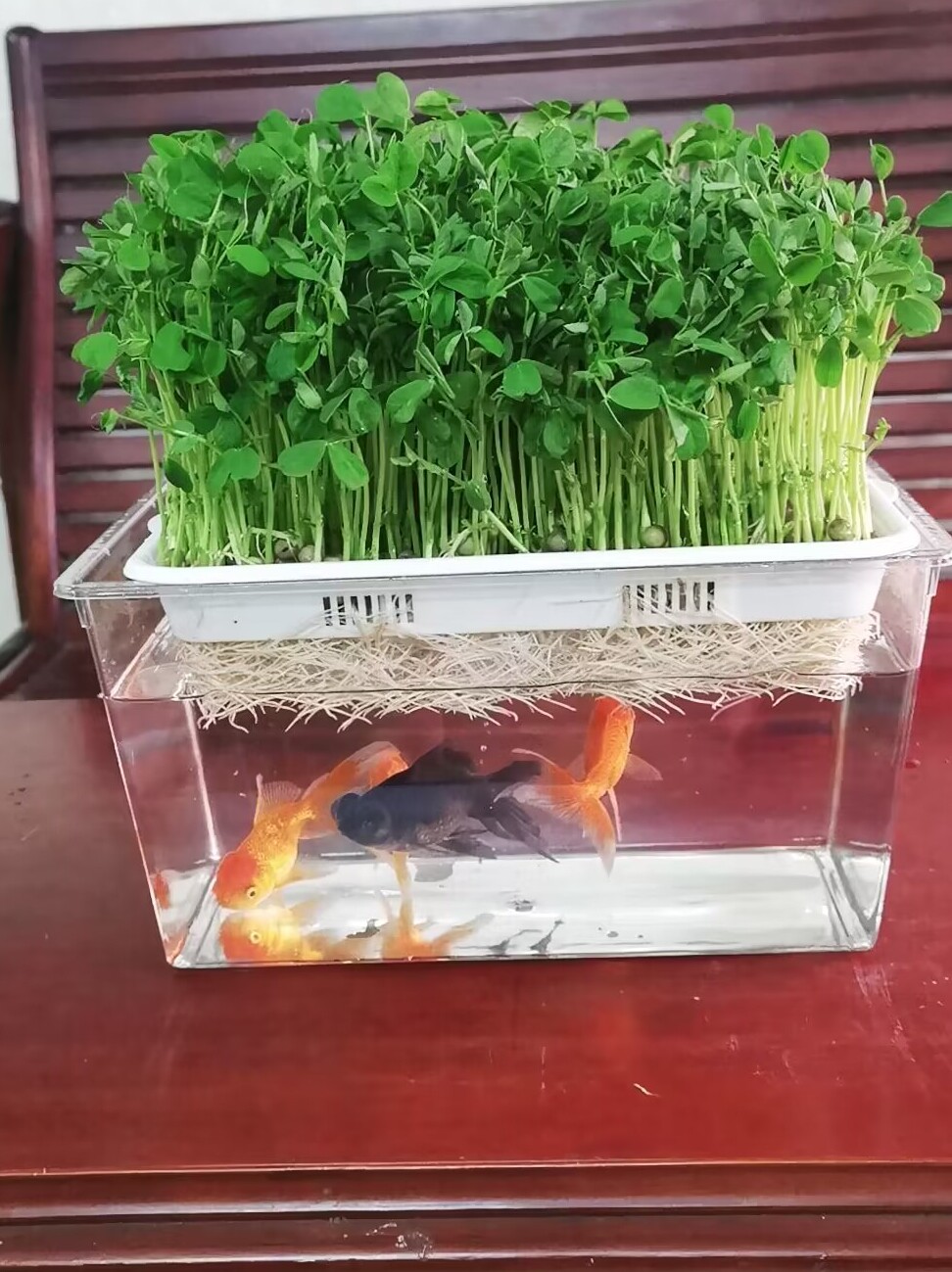 鱼菜共生鱼缸生态金鱼缸水族箱家用小型塑料水培种菜鱼菜共养桌面