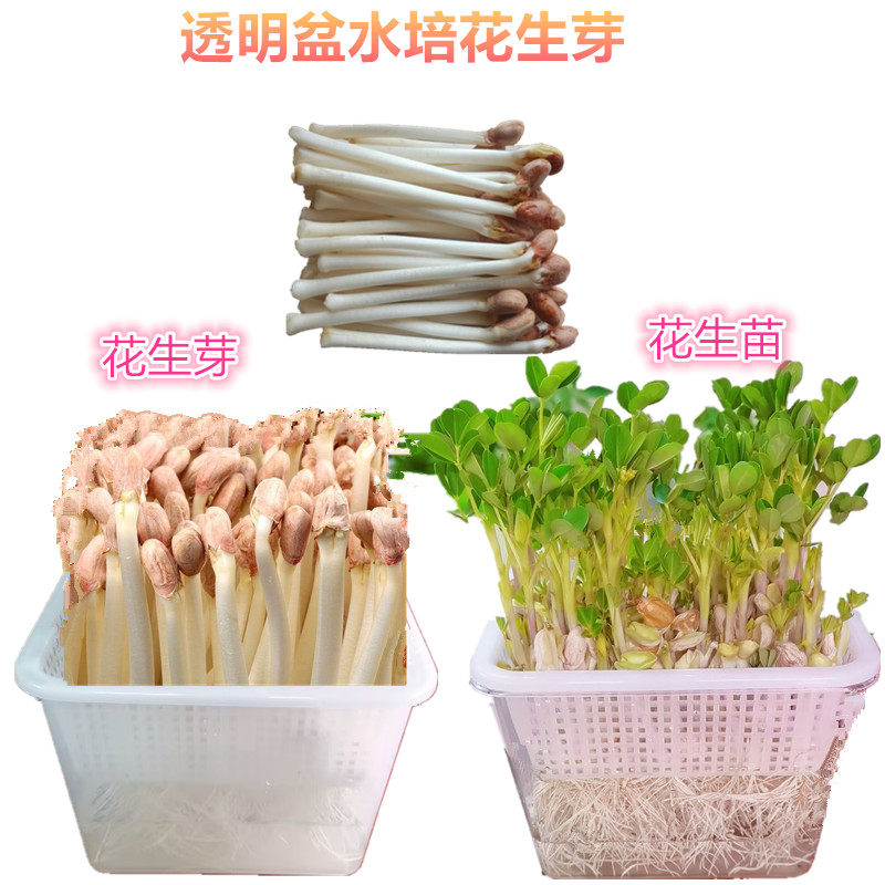 水培花生芽神器多功能透明发芽盘芽苗菜豆芽豌豆苗儿童学生种菜盆