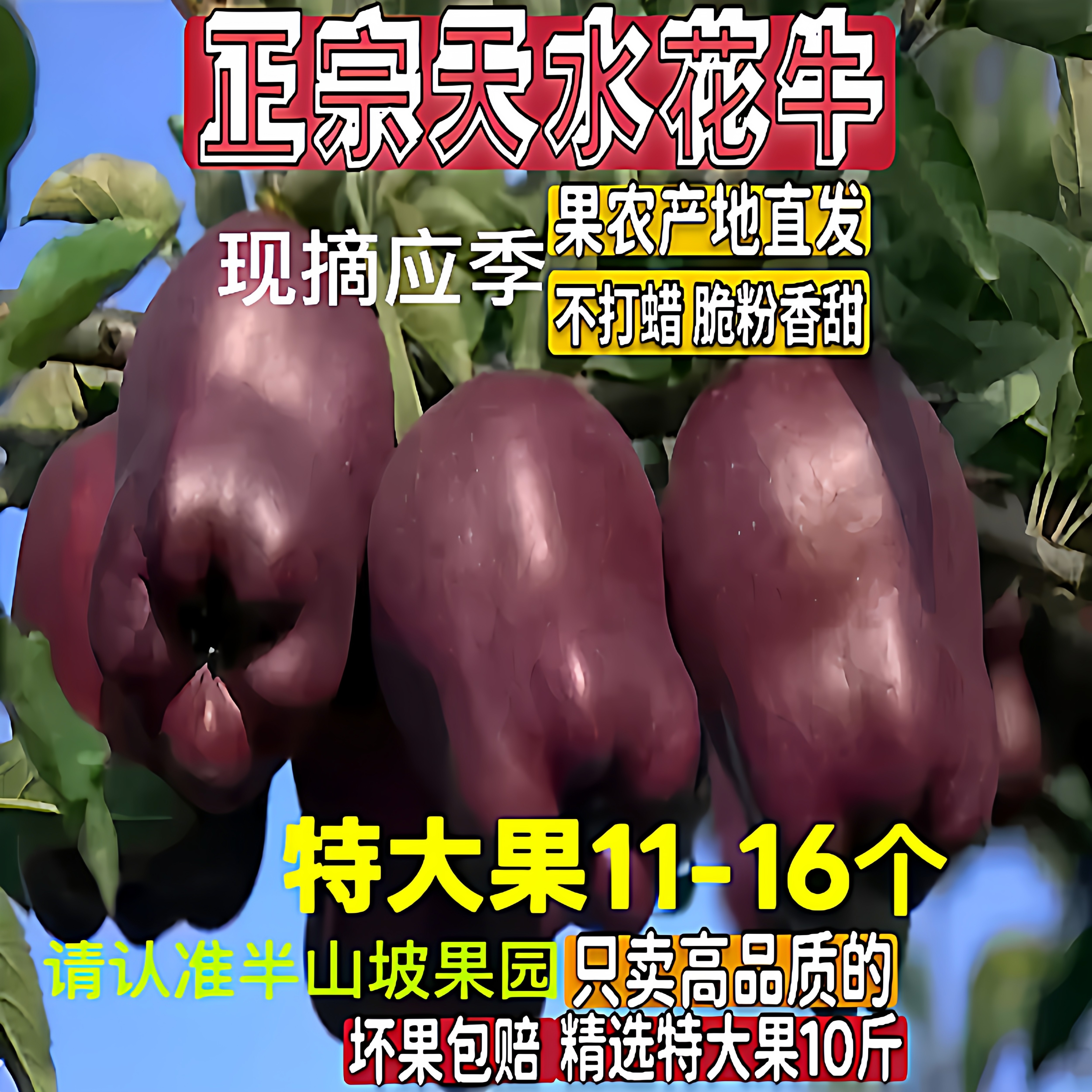 甘肃天水山地新鲜花牛特大苹果11到16个包邮红蛇粉面孕妇婴儿刮泥
