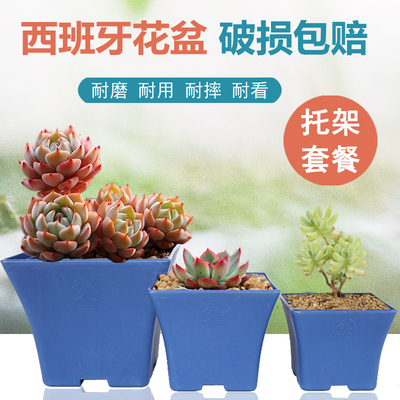 西班牙盆蓝色加厚塑料生石花满