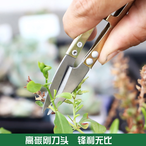 多肉园艺工具植物小剪刀康勇