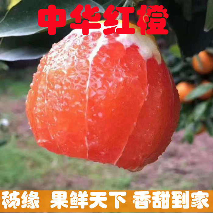 新鲜水果秭归脐橙酸甜味红肉 橙子中华红橙现摘发货包箱子10斤,水产肉类/新鲜蔬果/熟食,橙,淘宝优惠券,粉丝福利购,淘宝优惠卷