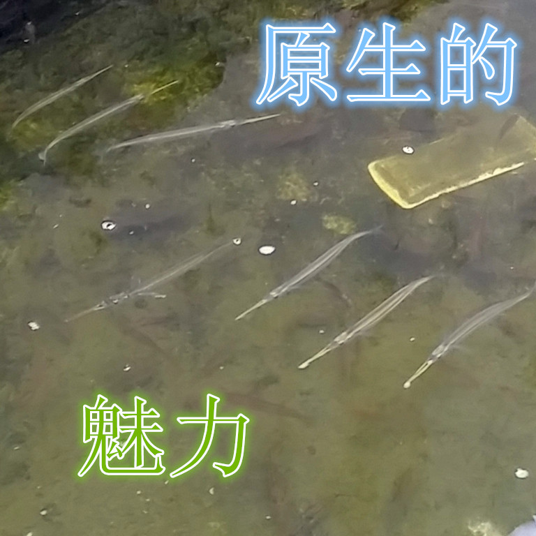 冷水原生鱼异形鱼九州鱵淡水鱼