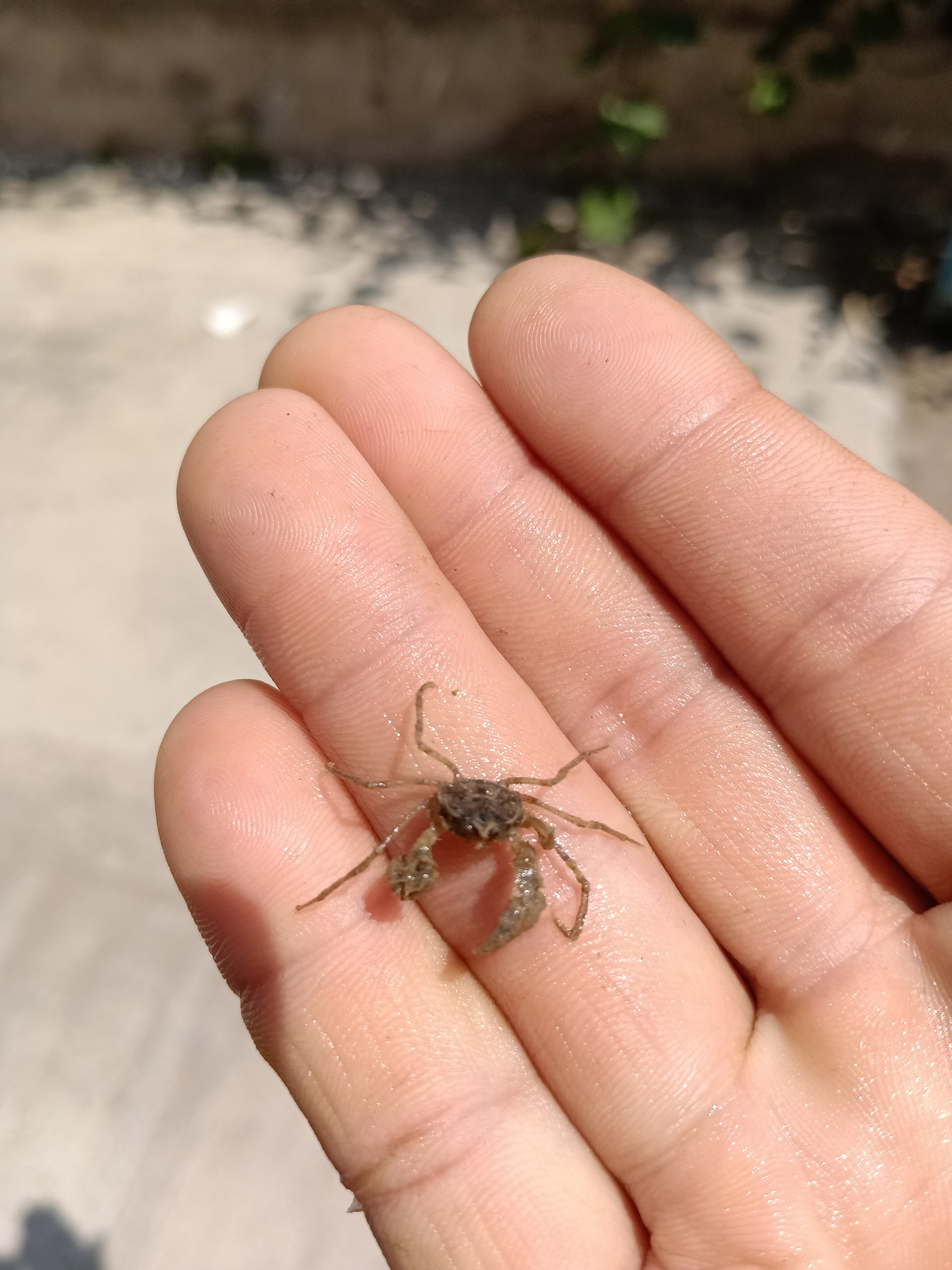 迷你微型观赏蟹三角冷水蜘蛛蟹可深水温顺 行动缓慢不伤鱼