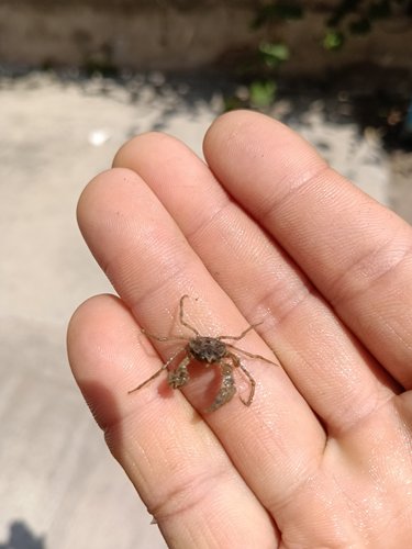 迷你微型观赏蟹三角冷水蜘蛛蟹可深水温顺 行动缓慢不伤鱼