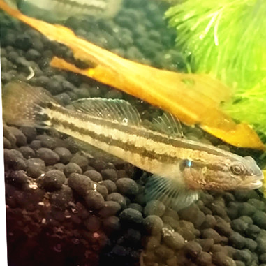 原生小型观赏鱼 凶猛 鱼淡化纹缟虾鯱 好养耐活 草缸造景适合养