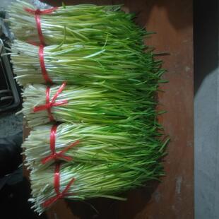 南宫特产现割鲜黄韭菜韭菜京津冀包邮