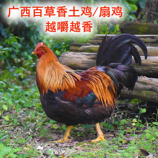 广西正宗走地鸡散养土鸡阉鸡太监鸡农家三黄鸡新鲜现杀真空包装