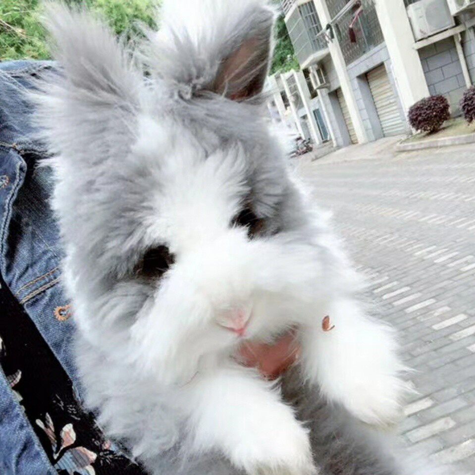 道奇猫猫兔安哥拉兔包活