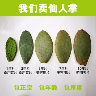 墨西哥米邦塔食用仙人掌药用掌片种植多肉植物盆栽美容院外敷内服