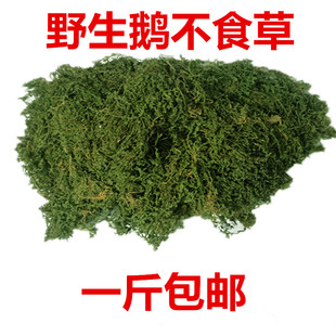 野生中草药 鹅不食草 正品鹅不食草粉 饿不吃草 中药材 500克包邮