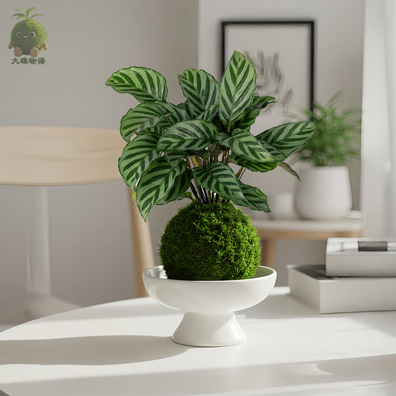翠叶竹芋苔藓球净化空气绿植