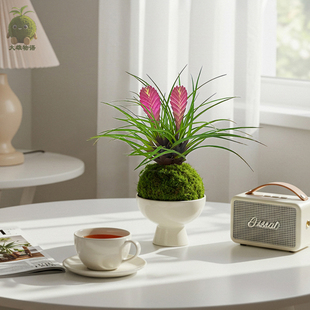 绿植花卉盆栽 铁兰苔藓球观花办公室桌面带花水培植物苔玉好养四季