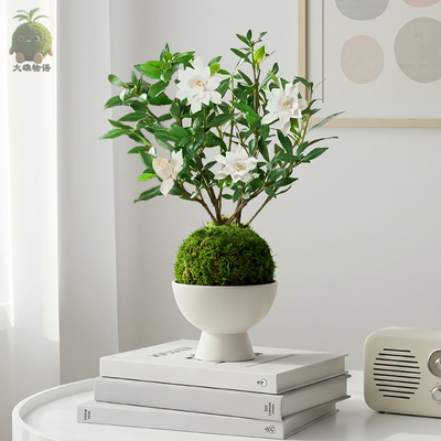 栀子花苔藓球带花香好养盆景