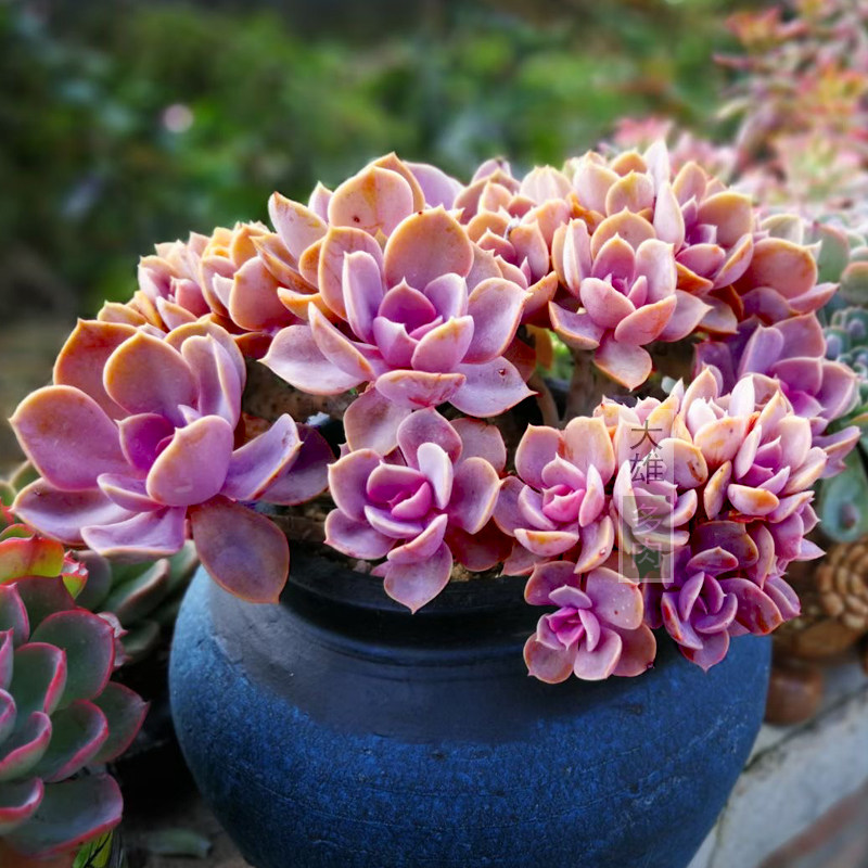 一物一拍 纽伦堡丁香紫珍珠老桩悬崖桩多肉植物绿色好养花卉绿植