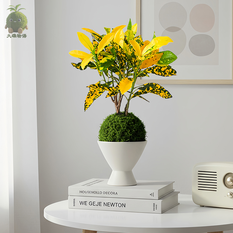 洒金榕苔藓球黄金万两招财绿植