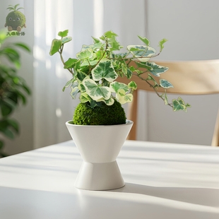 雪莹苔藓球常青藤盆栽稀有吊兰客厅室内苔玉水培植物爬藤室内绿植