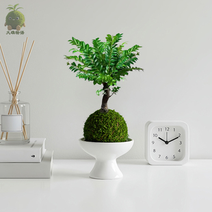 常青绿植净化空气植物 黑骨茶小叶紫檀老桩苔藓球苔玉客厅室内四季